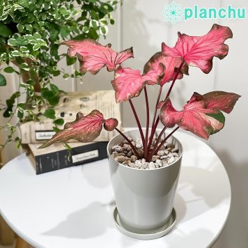 PLANCHU 観葉植物 カラジウム バイカラーフラミンゴ 4号鉢 受け皿付き 育て方説明書付き Caladium ‘Bicolor Flamingo’ カラディウム カラジューム アロイド