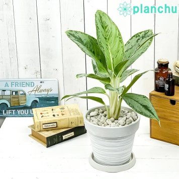 PLANCHU 観葉植物 アグラオネマ ホワイトライン 6号樹脂鉢 カーヴホワイト 受け皿付き 育て方説明書付き Aglaonema ‘White Line’ 幸せを招くタイの宝石 アロイド