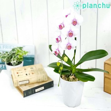 PLANCHU 鉢花ギフト ミディ胡蝶蘭 ルージュ 1本立ち 4号陶器鉢 受け皿付き 育て方説明書付き ファレノプシス コチョウラン 洋ラン