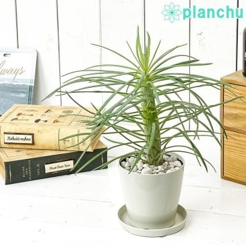 PLANCHU 多肉植物 クレイニア モンキーツリー 3.5号鉢 受け皿付き 育て方説明書付き Kleinia neriifolia 天竜 観葉植物