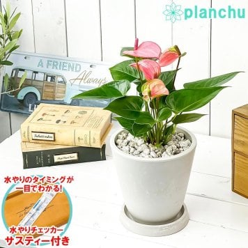 PLANCHU 観葉植物 アンスリウム ピンク 5号樹脂鉢 ホワイト サスティー付き 受け皿付き 育て方説明書付き Anthurium andraeanum cv. アンスリューム アロイド 鉢花