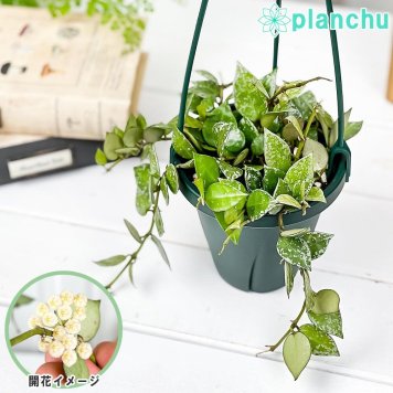 PLANCHU 観葉植物 ホヤ クローニアナ スプラッシュ 4号吊り鉢 育て方説明書付き Hoya krohniana ‘Splash’ サクララン 桜蘭