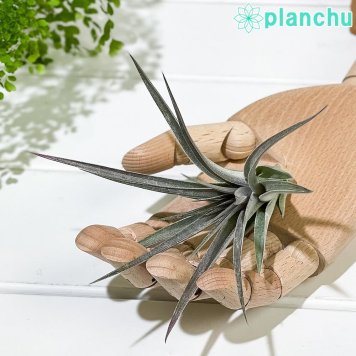 PLANCHU エアプランツ ティランジア ストリクタ パープルレイン 1株 W12×H12cm前後 育て方説明書付き Tillandsia stricta ‘Purple Rain’ エアープランツ チランジア