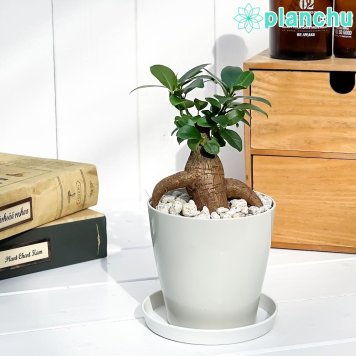 PLANCHU 観葉植物 ガジュマル 3.5号鉢 受け皿付き 育て方説明書付き Ficus microcarpa フィカス ミクロカルパ 精霊の宿る木