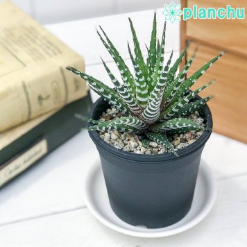 PLANCHU 多肉植物 ハオルチオプシス チョベリバ 3号鉢 受け皿付き 育て方説明書付き Haworthiopsis ‘Choveriba’ ハオルチア