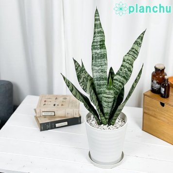 PLANCHU 観葉植物 サンセベリア ゼラニカ 5号鉢 受け皿付き 育て方説明書付き Sansevieria zeylanica サンスベリア 多肉植物