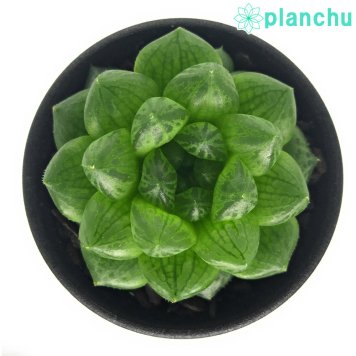 PLANCHU 多肉植物 ハオルチア トランシエンス CL1 EVJ6792 Dieprivier 2.5号鉢 Haworthia transiens