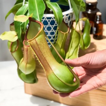 PLANCHU 食虫植物 ネペンテス アラタ ヒスイ 5号吊り鉢 育て方説明書付き Nepenthes alata var. boshiana 狂氣令嬢 翡翠 ボッシアナ アラータ ウツボカズラ