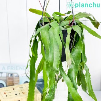 PLANCHU 観葉植物 レピスミウム ホーレティアナム 5号吊り鉢 Lepismium houlletianum 森林性サボテン