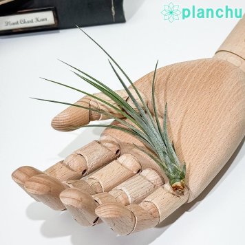PLANCHU メール便発送 エアプランツ ティランジア ジュンセア Sサイズ 1株 W3×H10cm前後 育て方説明書付き Tillandsia juncea エアープランツ チランジア