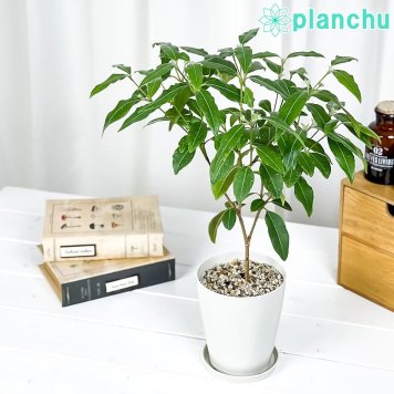 PLANCHU 花木 バックホウシア レモンマートル 4号鉢 受け皿付き 育て方説明書付き Backhousia citriodora オージープランツ 庭木