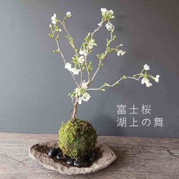 桜・・・そう聞くだけで心和む景色を貴方のもとへ【富士桜（湖上の舞）の苔玉・くらま器セット】
