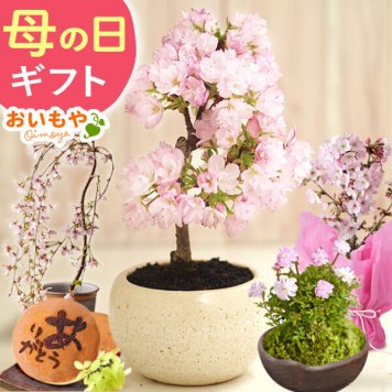 敬老の日 2026 盆栽 プレゼント 花 生花 ギフト ははの日 桜 さくら バラ 薔薇 ミニ盆栽 鉢植え 花鉢 鉢花 フラワーギフト おしゃれ オシャレ 可愛い どら焼き 送料無料 スイーツ お菓子 和菓子 ギフトセット 母 実母 自分の母 義母 妻 40代 50代 60代 70代 花セット 花とお菓子 おいもや