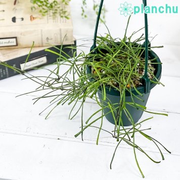 PLANCHU 観葉植物 ホヤ レツーサ 4号吊り鉢 育て方説明書付き Hoya retusa サクララン 桜蘭