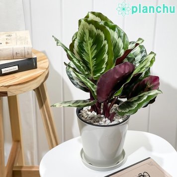 PLANCHU 観葉植物 カラテア メダリオン V2 5号鉢 受け皿付き 育て方説明書付き Calathea roseopicta ‘Medallion V2’