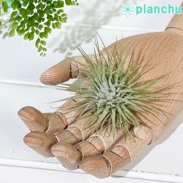 PLANCHU エアプランツ ティランジア イオナンタ ファインリーフ Mサイズ 1株 W8×H8cm前後 育て方説明書付き Tillandsia ionantha cv. エアープランツ チランジア