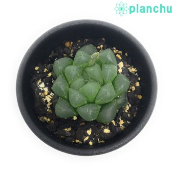 PLANCHU 多肉植物 ハオルチア 青水晶 2.5号鉢 Haworthia