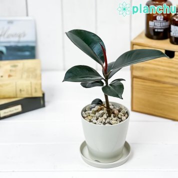PLANCHU 観葉植物 フィカス バーガンディ 3.5号鉢 受け皿付き 育て方説明書付き Ficus elastica ‘Burgundy’ インドゴムノキ