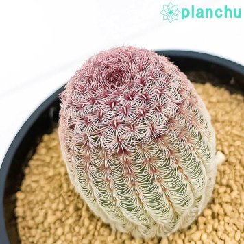 PLANCHU サボテン エキノケレウス ムラサキタイヨウ 3号鉢 受け皿付き 育て方説明書付き Echinocereus rigidissimus var. rubispinus 紫太陽