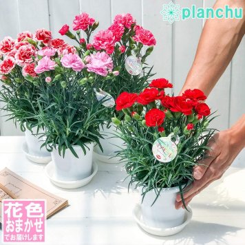 PLANCHU 母の日ギフト カーネーション 花色おまかせ 4号鉢 受け皿付き 育て方説明書付き 母の日ピック付き