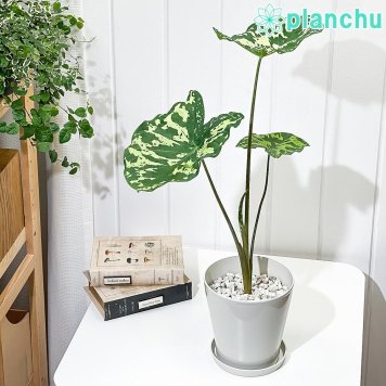 PLANCHU 観葉植物 カラジウム ヒロビューティー 5号鉢 受け皿付き 育て方説明書付き Caladium praetermissum ‘Hilo Beauty’ カラディウム カラジューム アロカシア コロカシア アロイド