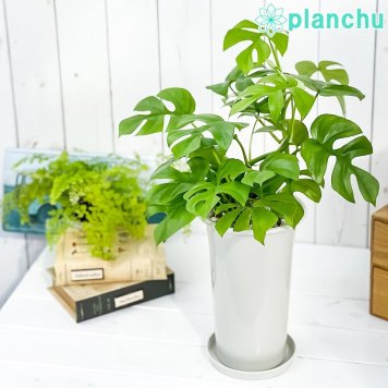 PLANCHU 観葉植物 ラフィドフォラ ヒメモンステラ 5号ロング鉢 受け皿付き 育て方説明書付き Rhaphidophora tetrasperma テトラスペルマ アロイド