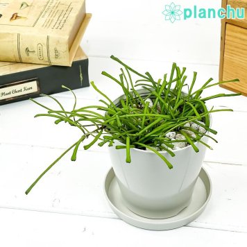 PLANCHU 観葉植物 ホヤ レツーサ 3.5号鉢 受け皿付き 育て方説明書付き Hoya retusa サクララン 桜蘭