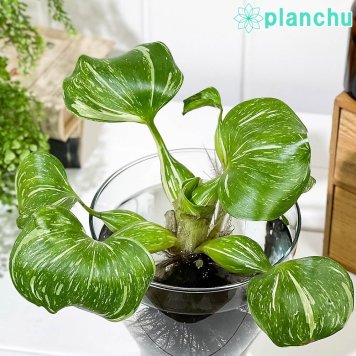 PLANCHU 浮草 エイコルニア ホテイアオイ 斑入り Lサイズ 1株 育て方説明書付き Eichhornia crassipes ‘Variegata’ ホテイソウ 水草 水生植物 メダカ草