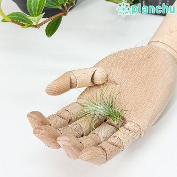 PLANCHU メール便発送 エアプランツ ティランジア フンキアナ Sサイズ 1株 W4×H5cm前後 育て方説明書付き Tillandsia funckiana エアープランツ チランジア