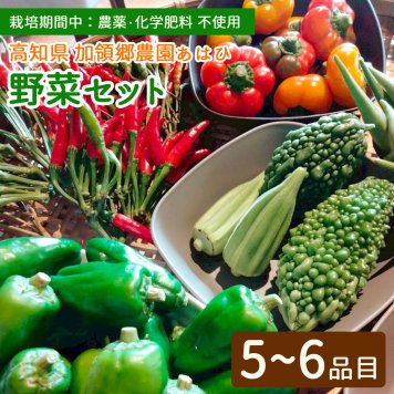 加領郷農園 無農薬 野菜セット 旬の詰め合わせ 5品目以上 高知産 産直 産地直送 新鮮 野菜 根菜 葉物 土佐 高知県産 お取り寄せグルメ お中元 御歳暮 敬老の日 黒潮香る加領郷のてっぺんで栽培しています！ 【ヤマトチルド便・送料無料】