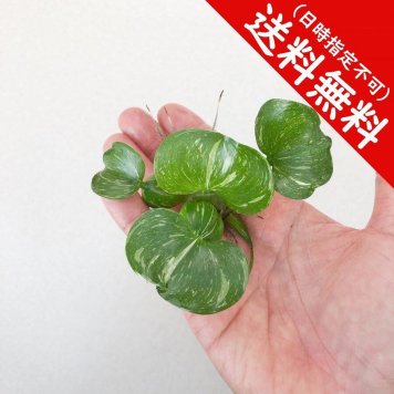 PLANCHU メール便発送 浮草 ホテイアオイ 斑入り Sサイズ 1株