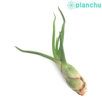 PLANCHU メール便発送 エアプランツ ティランジア ブルボーサ Sサイズ 1株 W4×H6cm前後 育て方説明書付き Tillandsia bulbosa エアープランツ チランジア