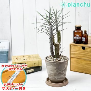 PLANCHU 多肉植物 モンキーツリー 4号樹脂鉢 ベージュ サスティー付き 受け皿付き 育て方説明書付き Senecio kleinia neriifolia セネシオ クレイニア 天竜 多肉植物