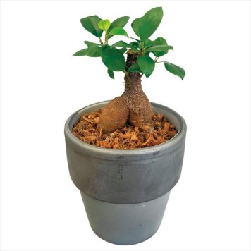 0 ガジュマル素焼鉢植え　 T-R35GAJU  内祝 内祝い お祝 御祝 記念品 出産内祝い プレゼント 快気祝い 粗供養 引出物