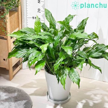 PLANCHU 観葉植物 スパティフィラム 10号鉢 受け皿付き 育て方説明書付き Spathiphyllum hybrids アロイド 大株 充実株