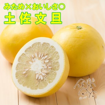 土佐文旦 訳あり 5kg L-3Lサイズ みため×おいしさ◎ 甘い 追熟 箱買い お取り寄せ 産地直送 セール 愛媛県愛南町産