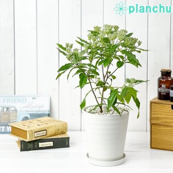 PLANCHU 花木 バックホウシア レモンマートル 5号鉢 受け皿付き 育て方説明書付き Backhousia citriodora オージープランツ 庭木