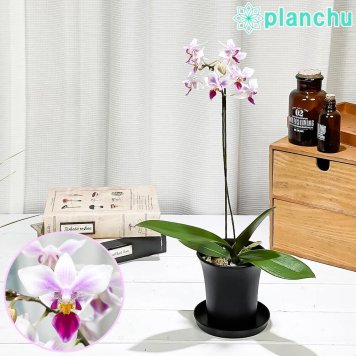 PLANCHU 洋ラン ファレノプシス カサンドラ 3号鉢 受け皿付き 育て方説明書付き Phalaenopsis ‘Cassandra’ 胡蝶蘭 コチョウラン キャサンドラ かがやき カガヤキ