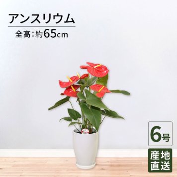 アンスリウム 6号 赤 丸陶器 高さ約65cm 観葉植物