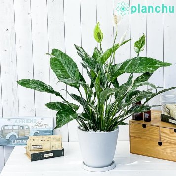 PLANCHU 観葉植物 スパティフィラム ドミノ 7号樹脂鉢 ホワイト 受け皿付き 育て方説明書付き Spathiphyllum ‘Domino’ 斑入り アロイド