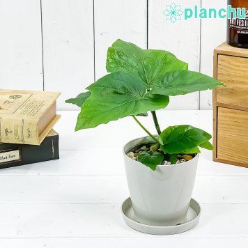 PLANCHU 観葉植物 フィカス ウンベラータ 3.5号鉢 受け皿付き 育て方説明書付き Ficus umbellata ゴムノキ