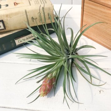 PLANCHU エアプランツ ティランジア ストリクタ ブラックビューティー 1株 育て方説明書付き Tillandsia stricta ‘Black Beauty’ エアープランツ チランジア
