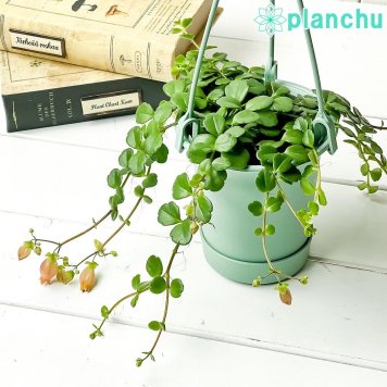 PLANCHU 多肉植物 カランコエ フィフィ 3.5号吊り鉢 受け皿付き 育て方説明書付き Kalanchoe uniflora ‘Phi Phi’ 観葉植物 鉢花
