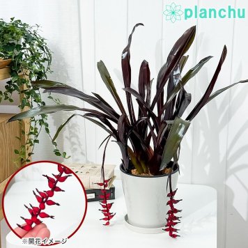PLANCHU 観葉植物 エクメア フォスターズフェイバリット 5号鉢 受け皿付き 育て方説明書付き Aechmea ‘Foster's Favorite’ ブロメリア