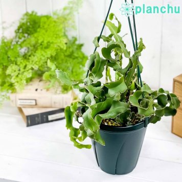 PLANCHU 観葉植物 エピフィルム グアテマレンセ 6号吊り鉢 育て方説明書付き Epiphyllum guatemalense エピフィラム ミニドラゴンフルーツ 森林性サボテン