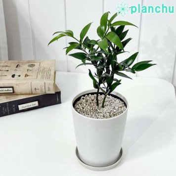PLANCHU 観葉植物 ナギ 4号鉢 受け皿付き 育て方説明書付き Nageia nagi 梛 神の宿る木 幸せを呼ぶ木 縁結びの木 夫婦円満の木
