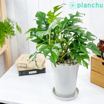 PLANCHU 観葉植物 ラフィドフォラ ヒメモンステラ 6号鉢 受け皿付き 育て方説明書付き Rhaphidophora tetrasperma テトラスペルマ アロイド