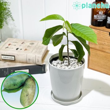 PLANCHU 熱帯果樹 アシミナ ポポー 4号鉢 受け皿付き 育て方説明書付き Asimina triloba ポポーノキ 幻のフルーツ 苗 苗木 庭木 植木