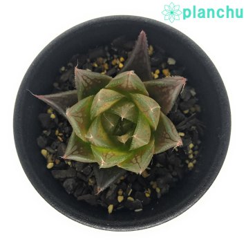 PLANCHU 多肉植物 ハオルチア クーペリー var. レイトニー JDV95/105 Cornfields 2.5号鉢 Haworthia cooperi var. leightonii