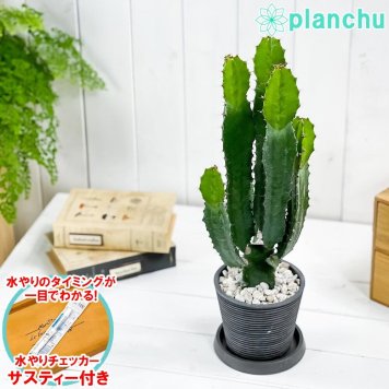 PLANCHU 多肉植物 ユーフォルビア アクルレンシス 4号樹脂鉢 ダークグレー サスティー付き 受け皿付き 育て方説明書付き Euphorbia acrurensis 大雲閣 ダイウンカク